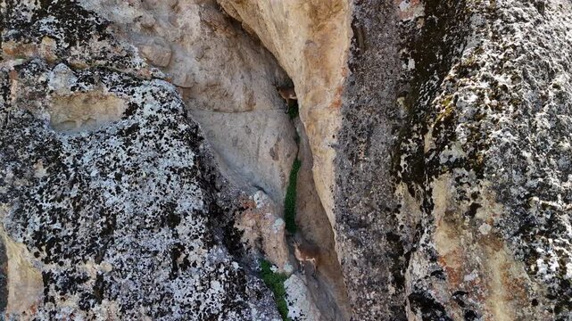 Wild Mountain Goats on Rugged Rocky Cliffs in Tunceli, T&uuml;rkiye
