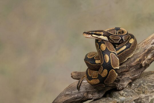 Ball python and natural coiled posture