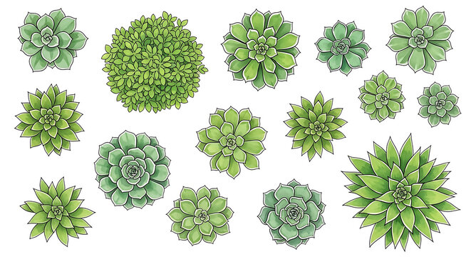 A Diverse Collection of Green Succulent Plants and Echeveria Viewed from Top Perfect for Botanical Illustrations or Gardening Concepts