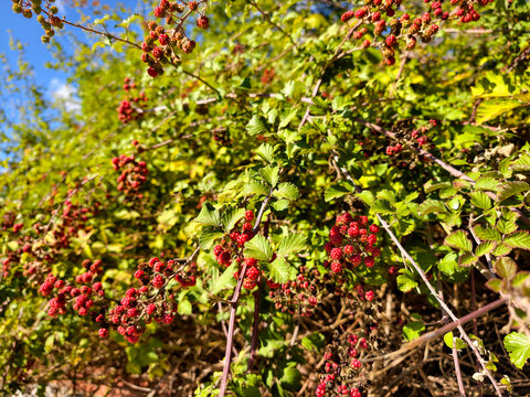 Red berries grow on green leaves in a garden setting during bright daylight