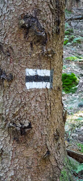 Black hiking trail marker painted on tree bark in forest