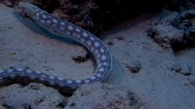 snake in the water