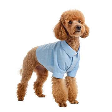 Miniature Poodle Wearing Light Blue Tailored Shirt Photorealistic Pet Fashion Cutout for Apparel Advertising