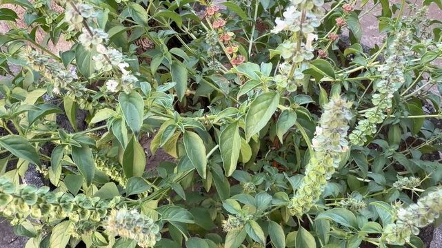 Swaying Ocimum Basilicum Flower in Wind 4K 60fps Video