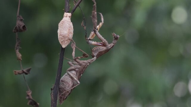 The dead leaf mantis (Deroplatys lobata) is eating bees on a twig while guarding its eggs, The dead leaf (Deroplatys lobata) mantis walks on twigs resembling dry leaves