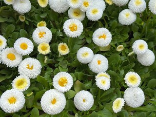 Bellis perennis common daisy Tasso white flowers © OLENA LIALINA