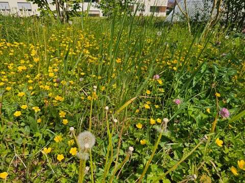dandelions in the grass at a hotel in zurich, swiss