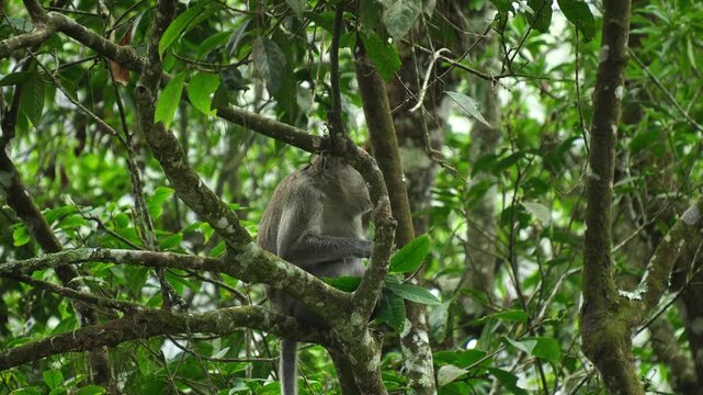 Wild Javan macaque monkey sitting and eating leaves in a lush green tropical forest tree in West Java Indonesia