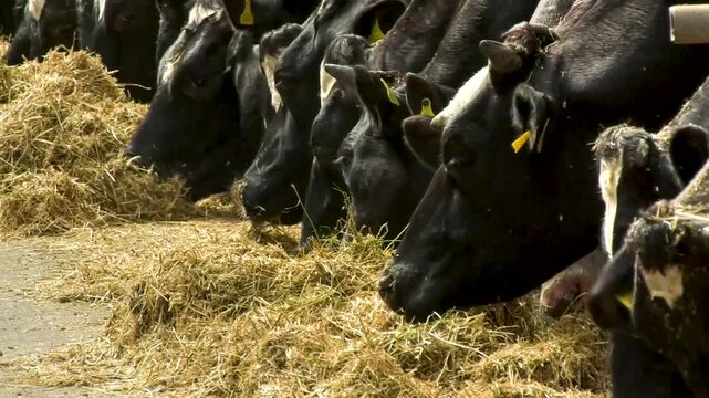 A group of black and white Holstein cows standing at feeding troughs and eating hay inside a dairy farm. Dairy cattle farming, livestock care, milk production, animal husbandry, and modern