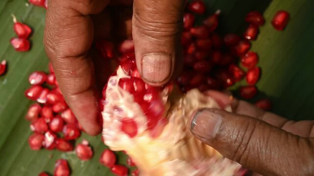 Here, a fresh pomegranate (Punica granatum) also known as Anar fruit in India, picked from the garden, is being cut on a banana leaf. The natural compounds formed after consuming, good for the heart.