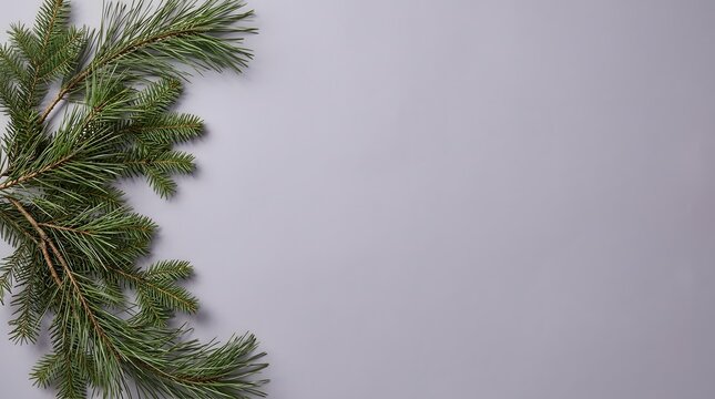 Evergreen branches frame blank space on a light gray background