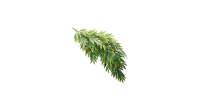 Fresh green willow branch isolated on transparent background for