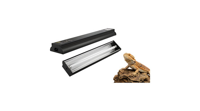Bearded dragon lizard with uvb reptile lighting fixture isolated on