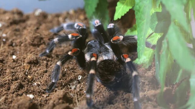 Tropical tarantula spider on soil near green leaves. Spider has black body with orange markings. Soil texture visible around spider. Leaves partially cover scene