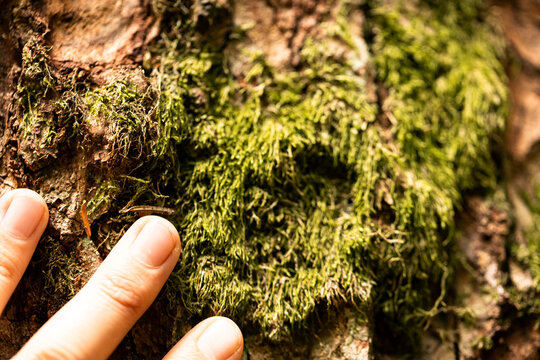 Moss clings to rough tree bark