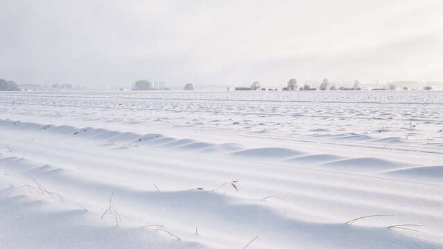 雪原