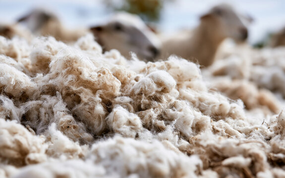 Agriculture and sustainable textile production, close up of raw sheep wool texture on a farm for natural fiber manufacturing and organic clothing