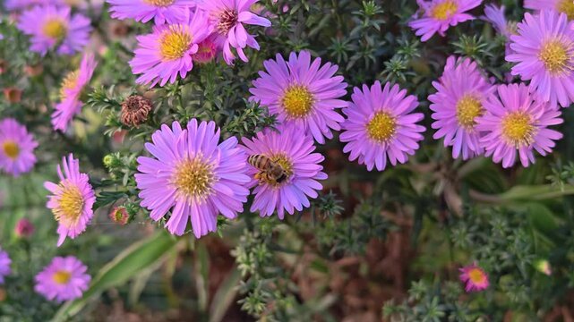 Close up shot of a hardworking honey bee collecting nectar on vibrant purple aster flowers during the last warm autumn days. The insect carries bright yellow pollen baskets, full of perga, on its legs