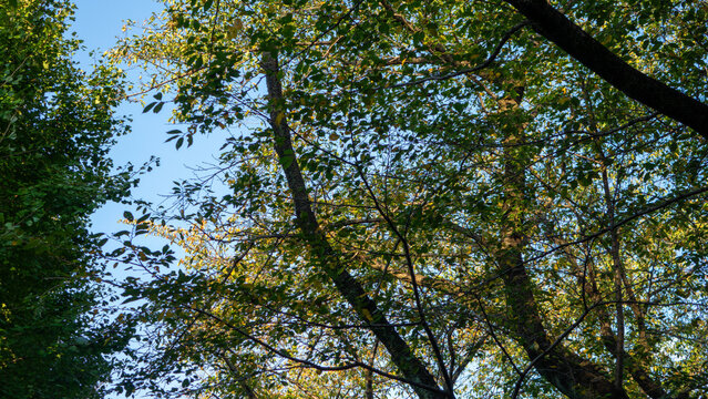 Early Autumn Tree Leaves and Promenade Along Onda River in Machida Tokyo Japan