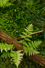 Vertical fern fronds over a fallen log on mossy forest floor background for nature wallpaper and botanical design © Andrii Zastrozhnov