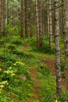 Vertical forest trail with tall trees and winding path for nature background and hiking poster layout