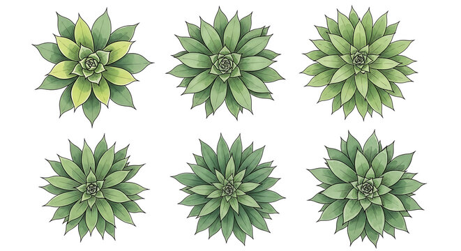 Succulent Plants Echeveria Botanical Illustration with Lush Green Foliage in a Natural Rosette Shape on a White Background
