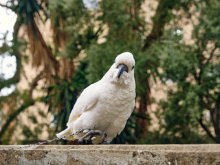 White cockatoo on a chain in Old City Gibraltar exotic bird wildlife and animal welfare with parrot perched on a stone wall in nature © VeugerStock