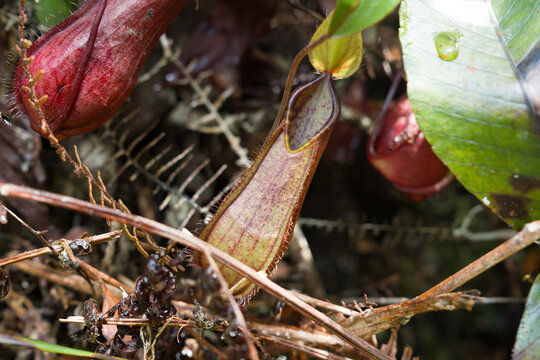 Tropical pitcher plant in natural habitat