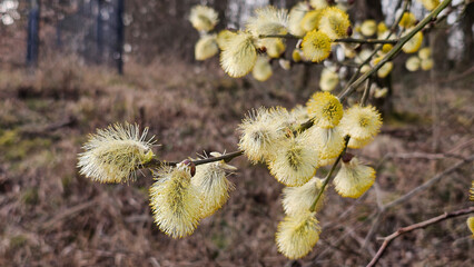 Pussy willow catkins blooming on a branch in spring © Karina