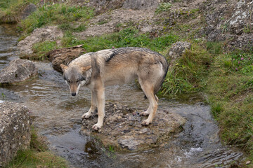 Wolf beside water © Michel Lapiccirella
