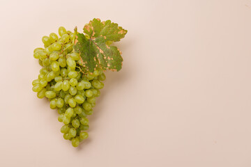 Fototapeta premium Green grapes with vine leaves on a soft pastel background