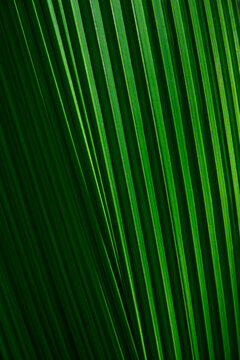 Close-up of tropical green leaf