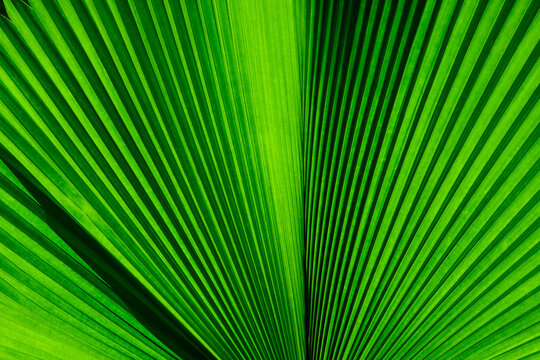 Close-up of tropical green leaf