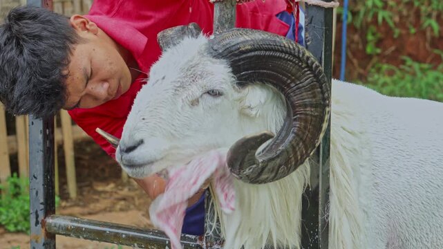 Close side profile of farm worker wiping down the neck and jaw of white horned ram with rag