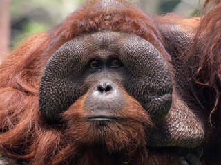 Close-up face of an adult dominant flanged male Bornean Orangutan (Pongo pygmaeus) with prominent cheek pads. © Lauren