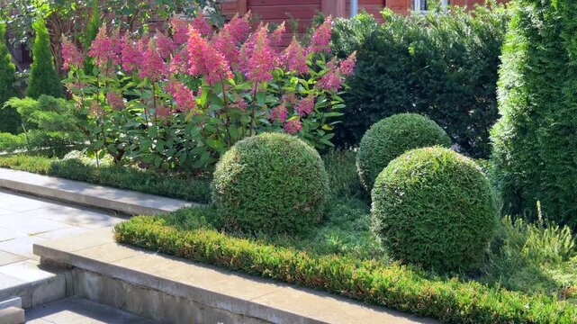 A sunlit garden terrace featuring spherical topiary evergreens and vibrant pink panicle hydrangeas along a paved stone walkway.