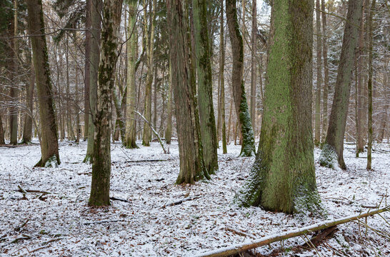 Bialowieza Forest primeval woodland covered in snow