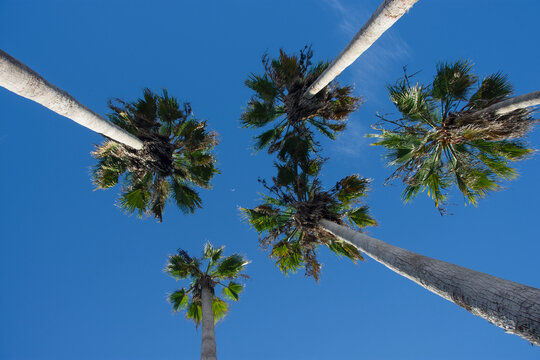 Low angle view of palm trees against clear sky