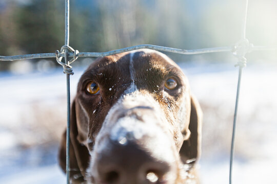 Curious dog pokes nose through a wire fence in winter