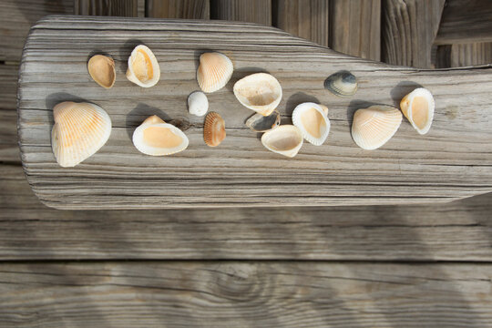 Overhead view of cockle shells on wooden arm of adirondack chair