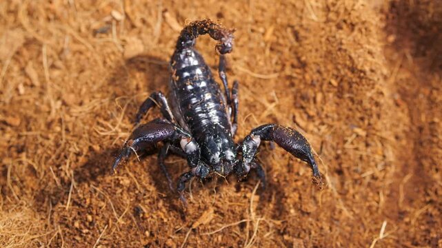 Black scorpion crawls on dry, brown soil. Its tail curves up, ready to strike. Sunlight highlights its dark, armored body. Sand particles scatter as it moves forward