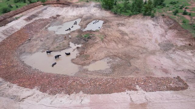 An aerial view of water buffalo standing and wallowing in shallow, muddy pools in a mostly dried-up reservoir. Exposed earth, a rocky embankment, and sparse green vegetation surround the animals.
