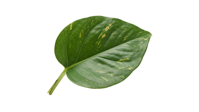 Single variegated golden pothos leaf isolated on white background