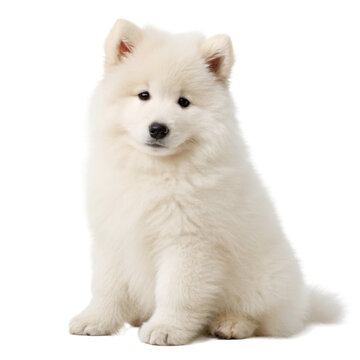 Samoyed Puppy, Dog Portrait Cutout for Pet Care Marketing and Adoption Campaigns