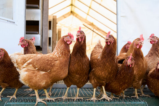 Group of brown chickens in coop