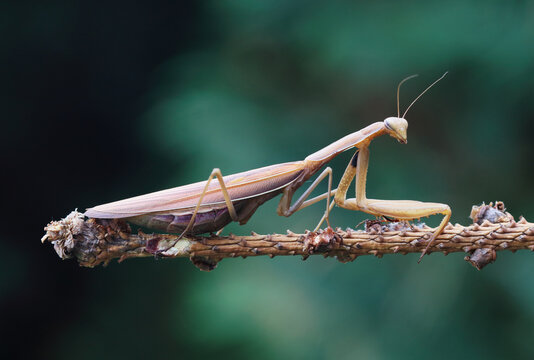 Close-Up of a Green Praying Mantis (Tenodera sinensis) on a Leaf &ndash; Macro Nature Photography with Shallow Depth of Field and Soft Natural Lighting.