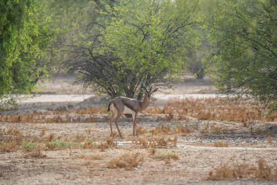Wild Gazelle Standing Among Trees in Arid Natural Habitat