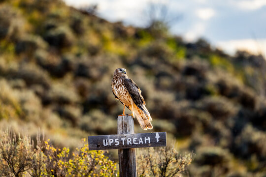 Northern Harrier hawk perched on Upstream sign