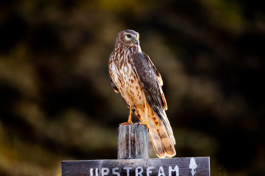 Northern Harrier hawk perched on Upstream sign