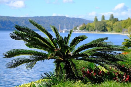 Ufer &Uuml;berlingen mit Palme